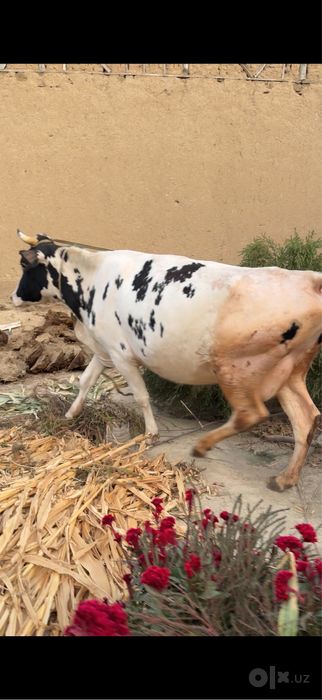 1 qoringa yetu bogoz gonajin sotiladi