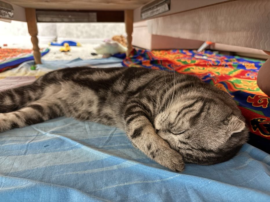 Продам шотландского кота