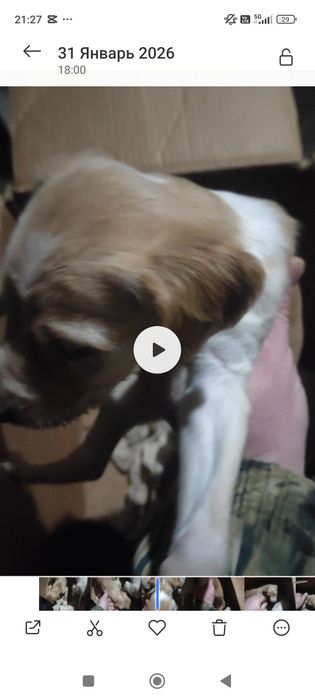 Тазы күшіктер 1 урғашы 1 Еркек