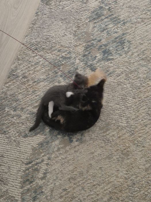 Котенок-девочка в добрые руки