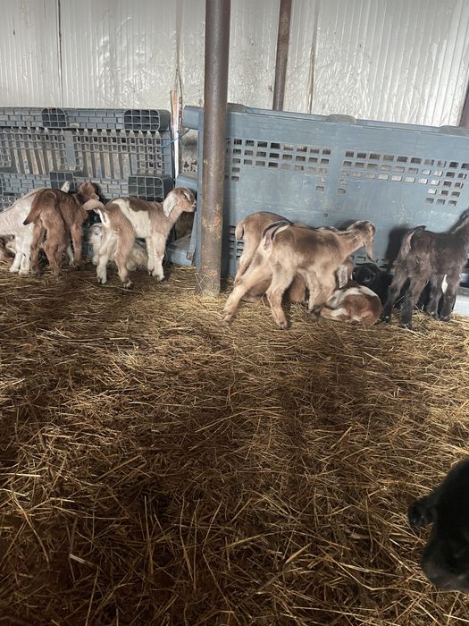 Tapisori si iedute anglo nubian