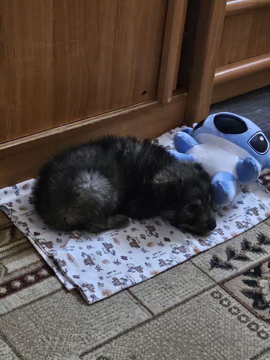 Отдам даром щенка