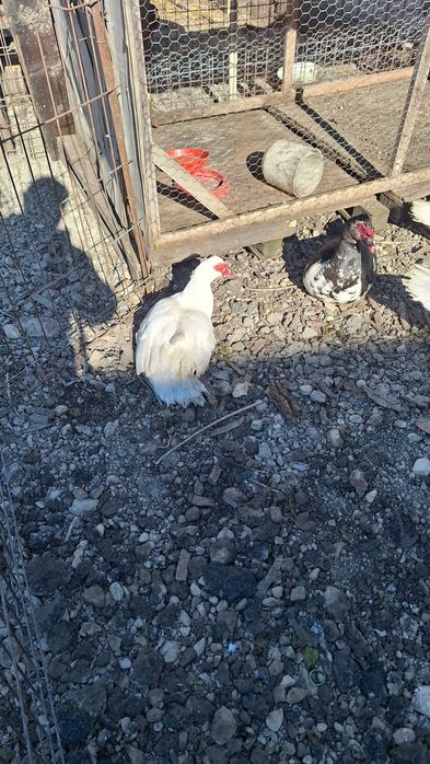 Rățoi Leșești (Rațe mute)