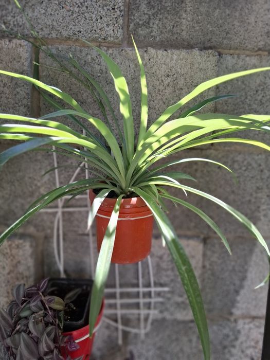 Продаю комнатный цветы