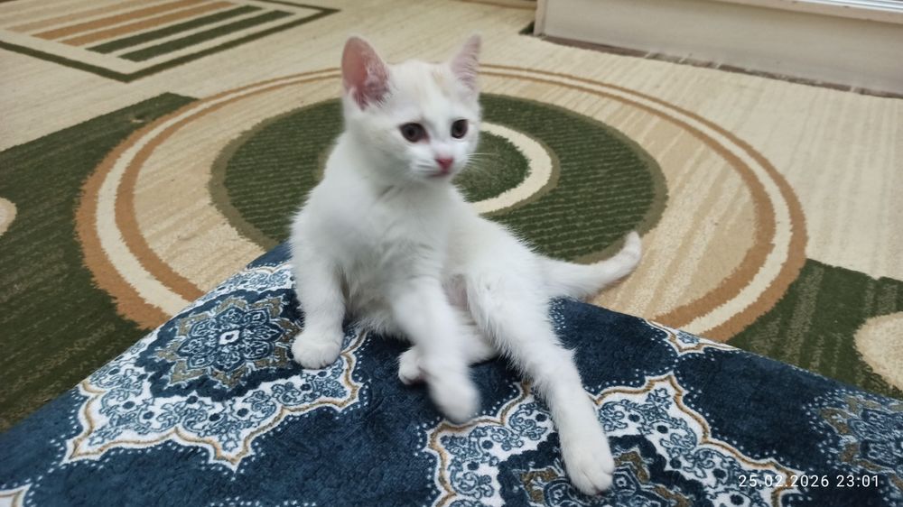 Зотли мушукча, ок-жигарранг