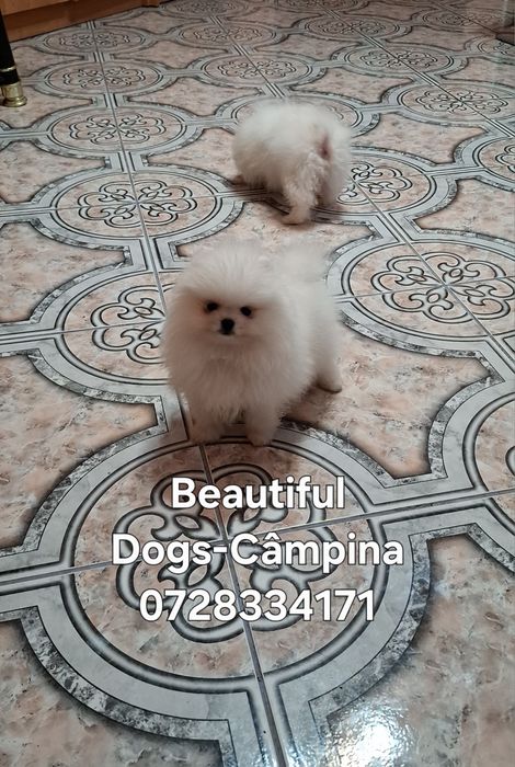 Pomeranian pui femelă, talie mică