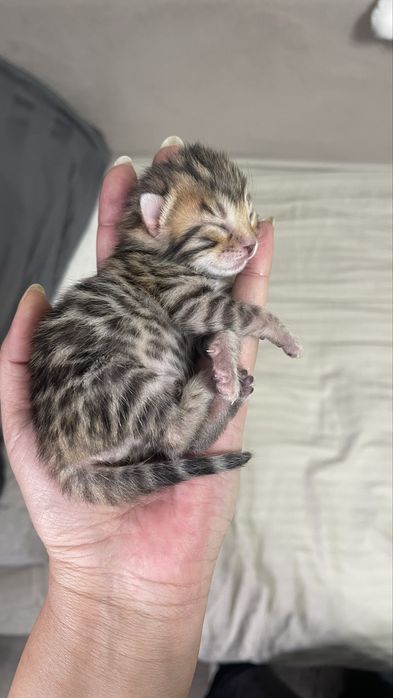 Бенгал. Бенгальские котята