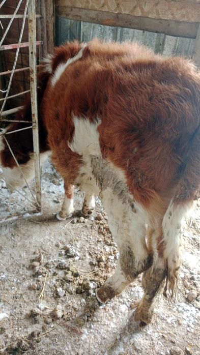 Жақсы тана сатылады