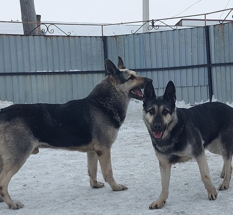 Вязка с Вео-чемпионом