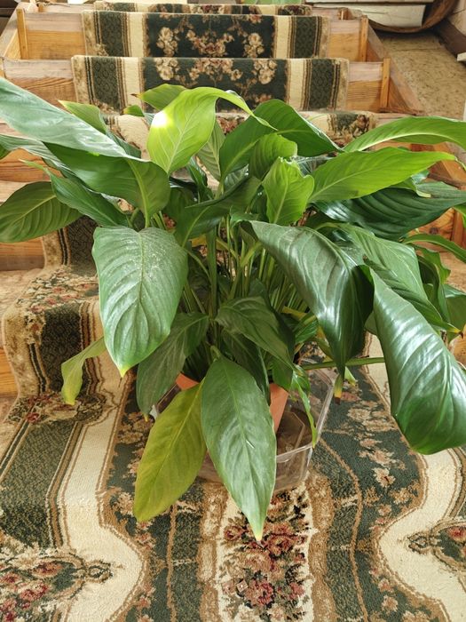 Спатифилум ( женское счастье)