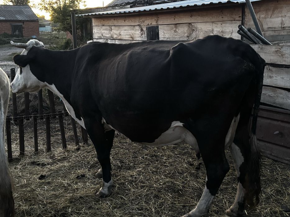 Корова дойная продам