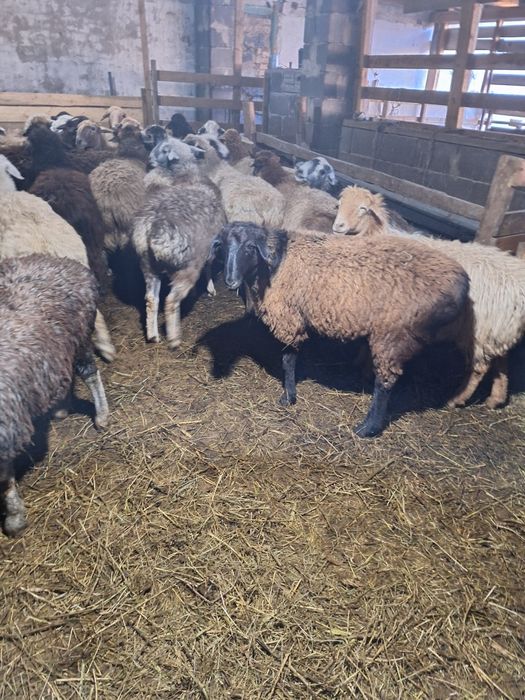 Жирные Бараны продажа в городе!