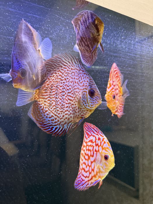 Akvarium + Baliqlari bilan