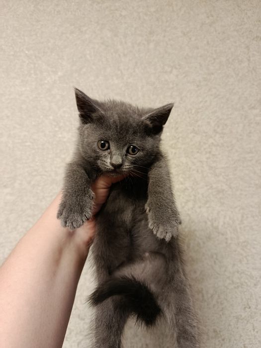 Котята продаются