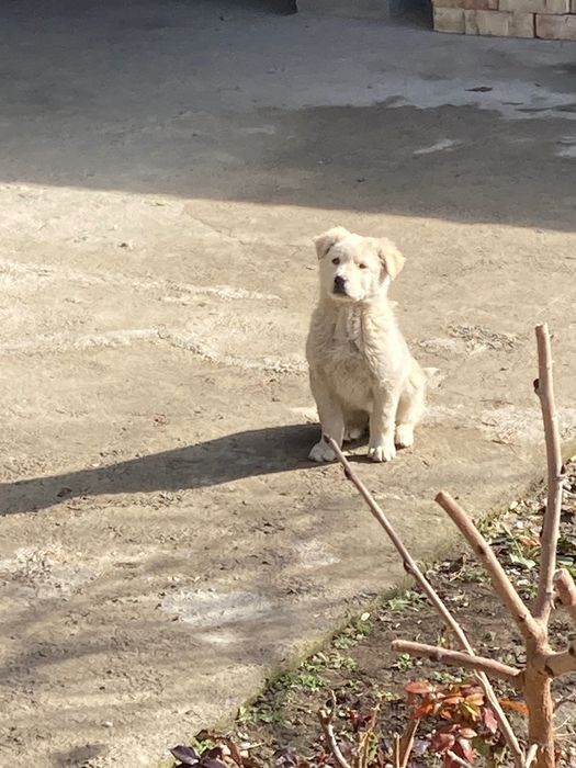 оппок 3 ойлик кучукча