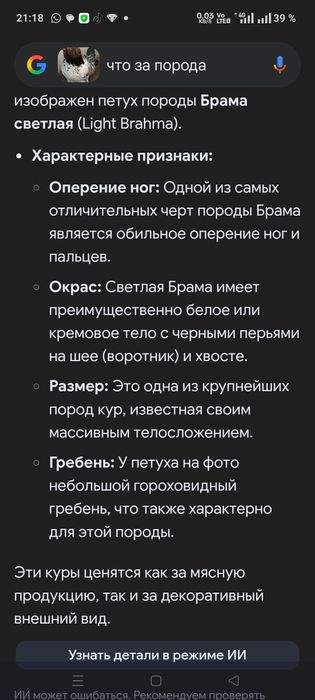 Продам петухов домашний