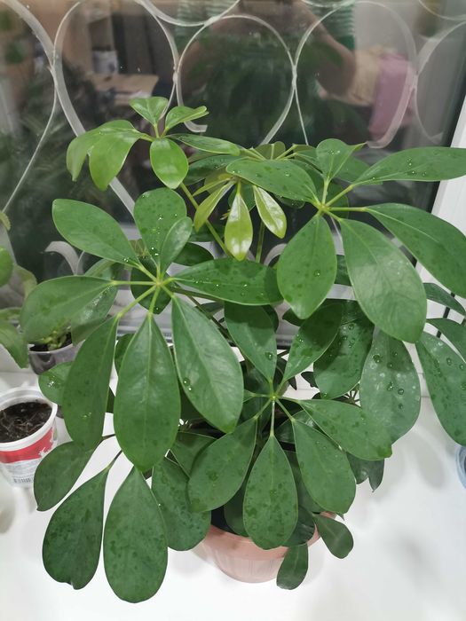 Продам цветы  Шеффлера