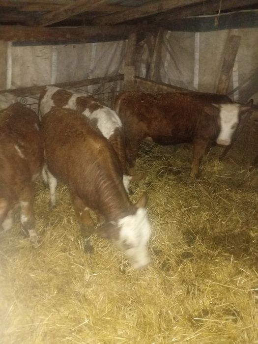 Vand viței  17 bucati sau schimb cu tractor cu incarcator frontal fiat