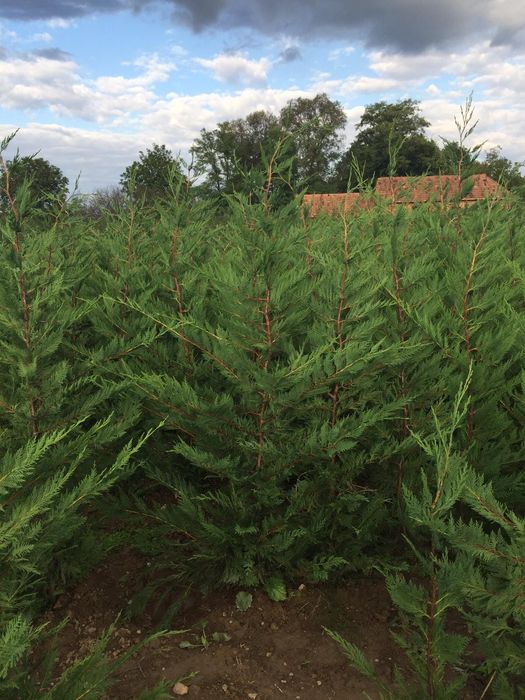 Tuia leylandii/Mesteacăn alb