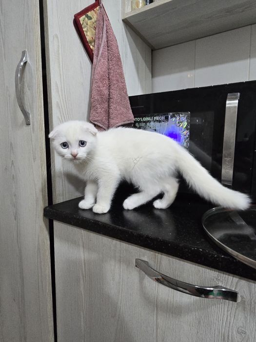 Продется скоттиш фолд, 2мес. Мальчик