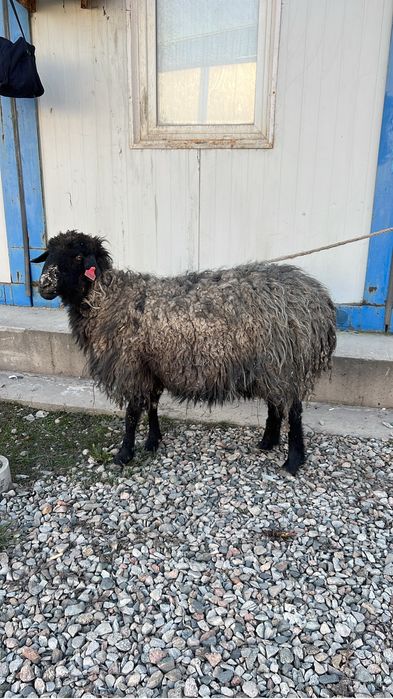 Кой сатылады званданыздар