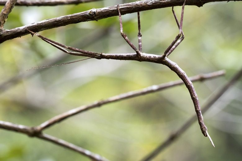 Stick insects -  insecte băț