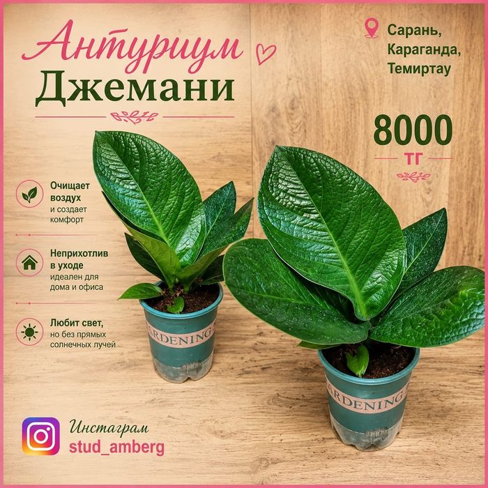 Стрелиция,Нолина,гиппеаструм,араукария,антуриум