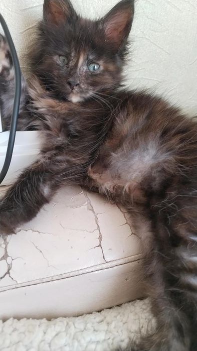 Мейн кун девочка