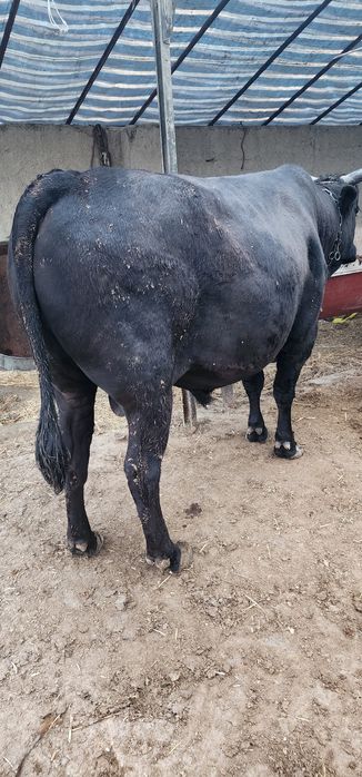 Buqa sotiladi. Juda zor boqilgan