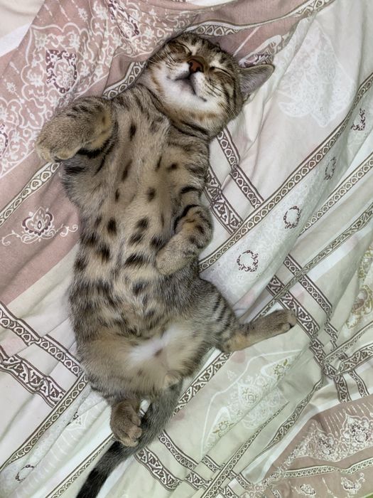 Отдам кота в добрые руки