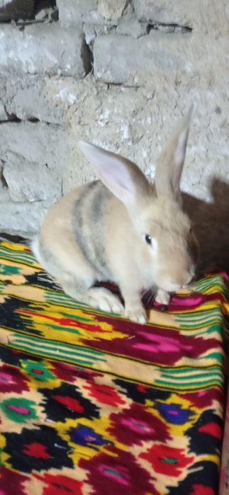 Куен сотиладий манзил самарканд