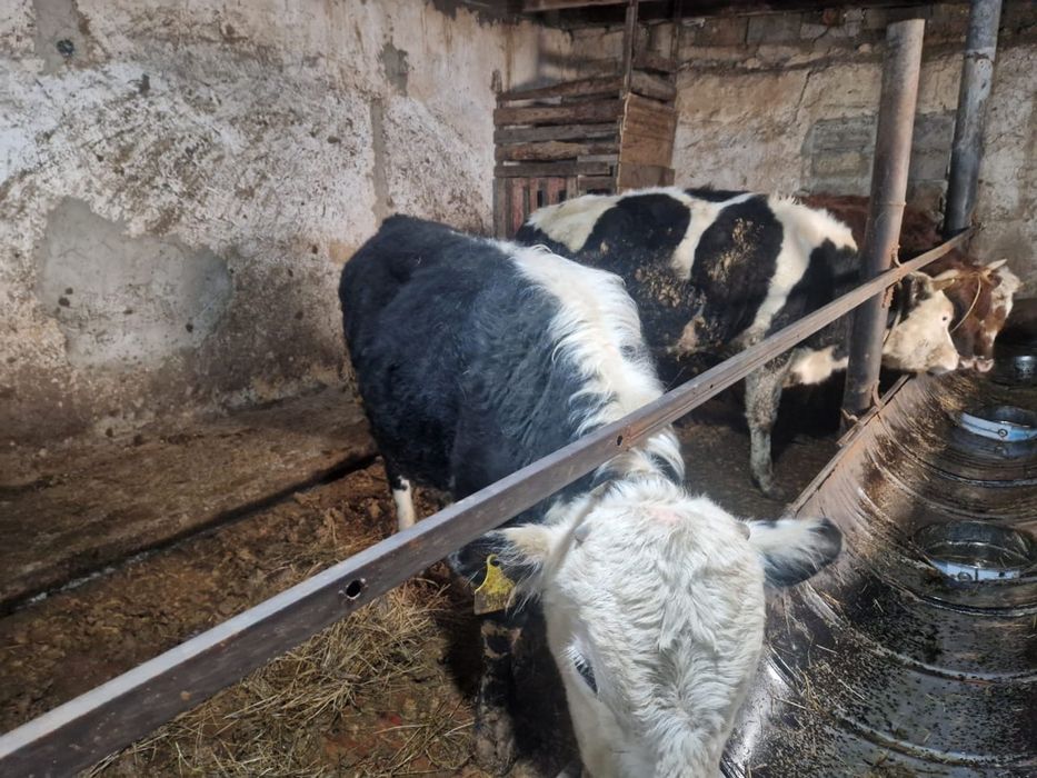 Продам бычков откорм