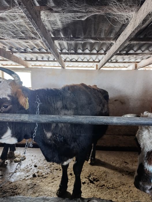 Продаю стельных  коров