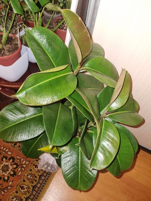 Продаётся Фикус эластика