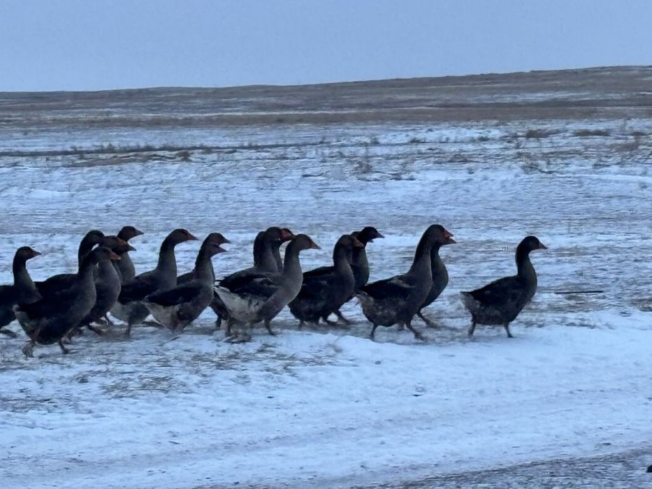 Продам домашних гусей