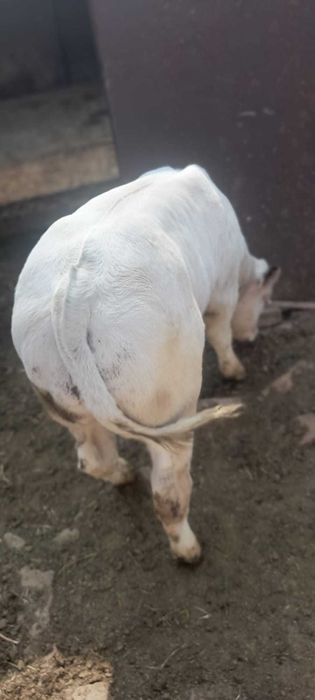 Vand Vaca si Aparat de muls