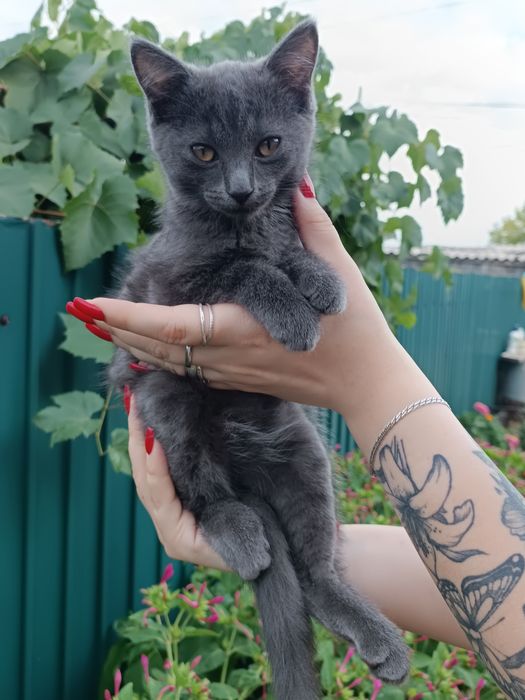 Отдадим котят даром в хорошие руки