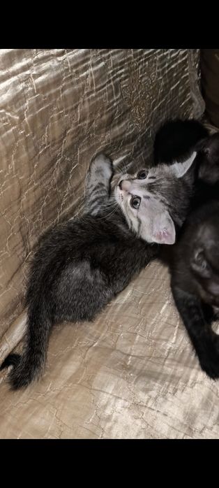 Срочно отдаём котят в добрые руки