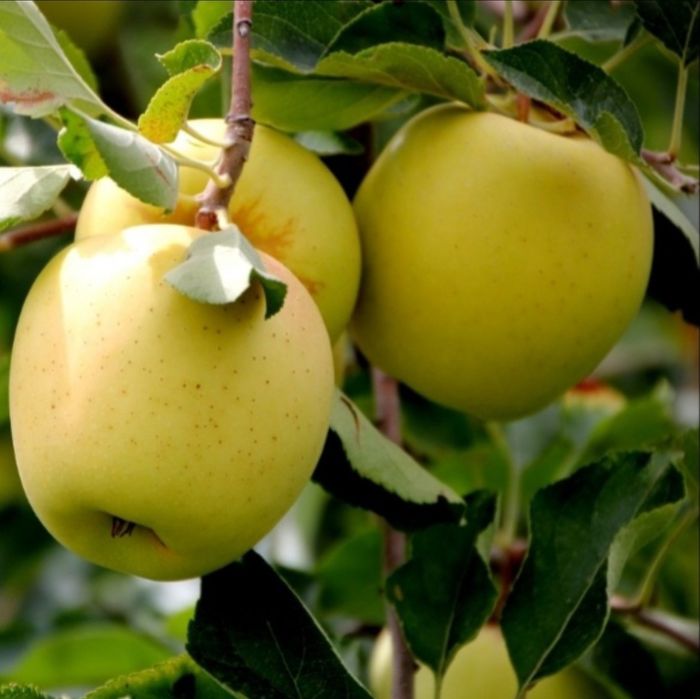 Vând mere pentru consum