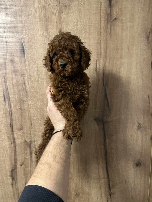 Той пудел мъжки и женски