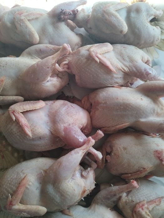 Продам мясо перепелов