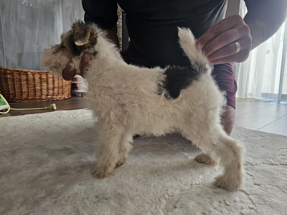 Fox terrier sarmos