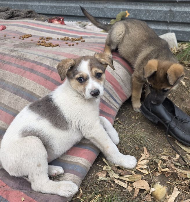Отдам щенят в добрые руки