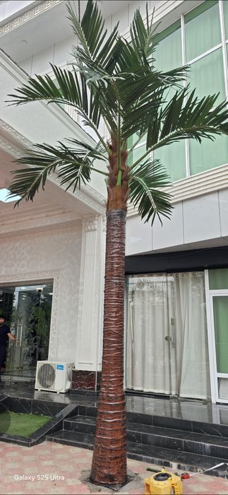 Palma darahtlar hitoy fabrika