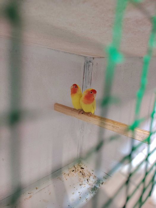 Продаётся попугай Карелло и неразлучники