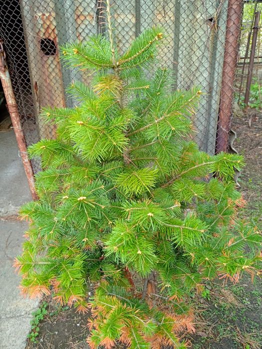 Ёлки, кедр, сосны, ели