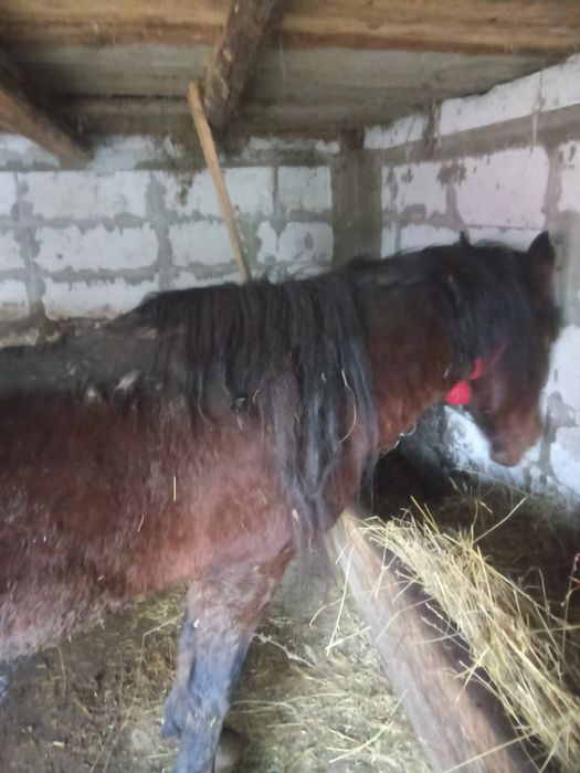 Vând cal fără năravuri.