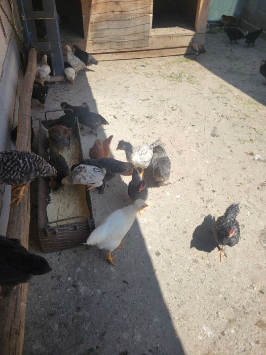 Vând pui de 6 saptamani