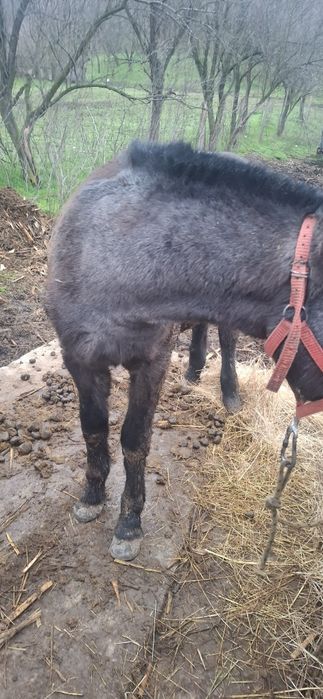 Vand manz de 8 luni mai multe detalii in privat