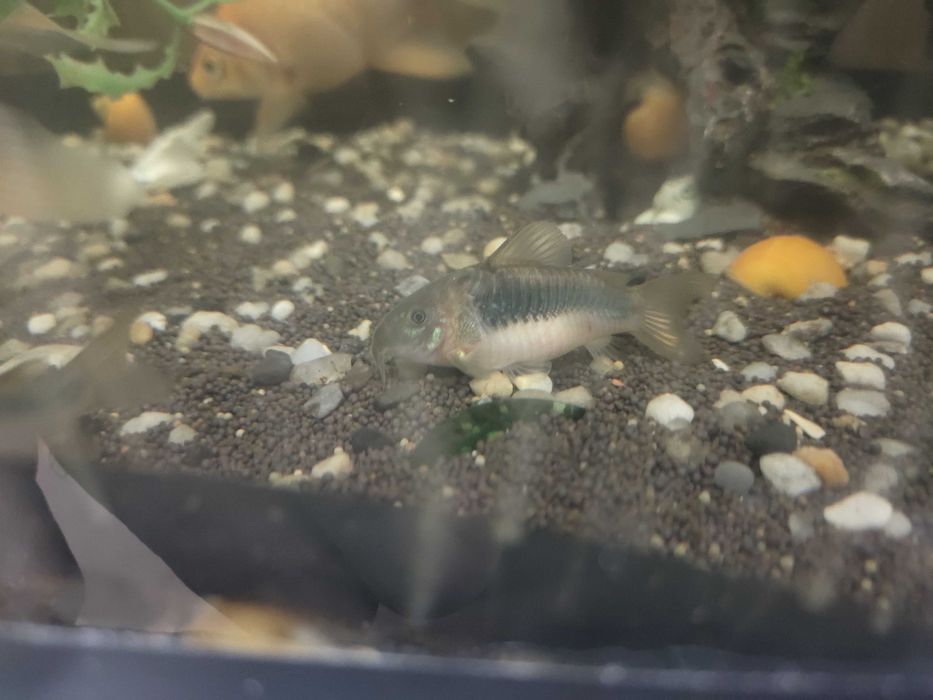 Аквариум и аквариумные рыбки